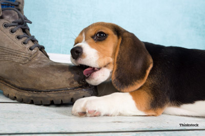 Dog chewing on leash