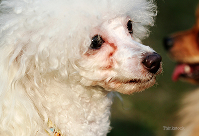 Poodle with tear stains