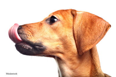 Is it ok for dogs to lick your lips