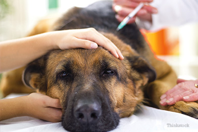 dog at veterinarian