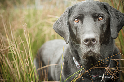 why do vets test dog poop