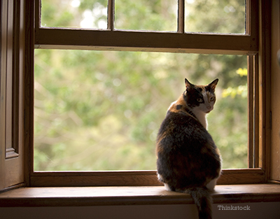 Indoor cat sitting by the window