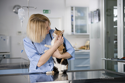 Cat at the vet for a checkup