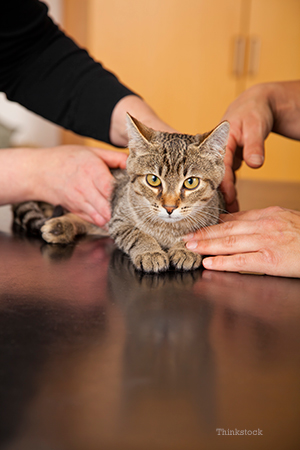 Cat getting an exam