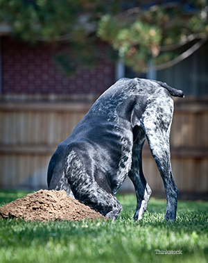 what does it mean when a dog digs inside