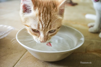 Cat drinking water