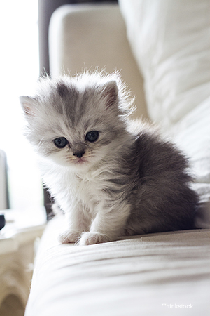 Kitten sitting on a bed