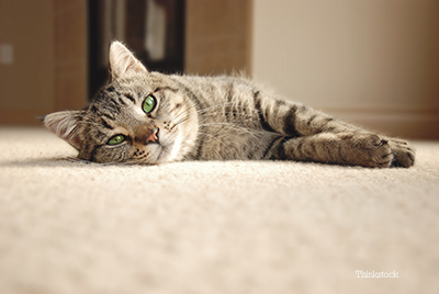 Why You Should Spay or Neuter Your Cat Cat laying on the floor
