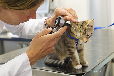 veterinarian cats