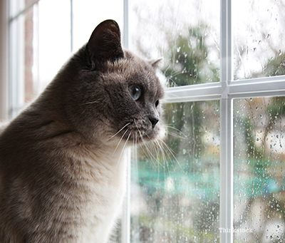 indoor cat looking out the window