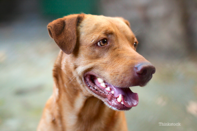 Worn Teeth in Canines and Related Health Conditions Dog with his mouth open