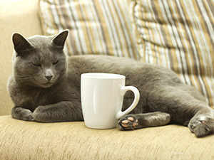 Cat with coffee