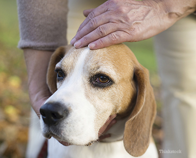 Senior dog petted on the head