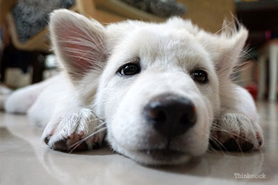 White dog on a bed