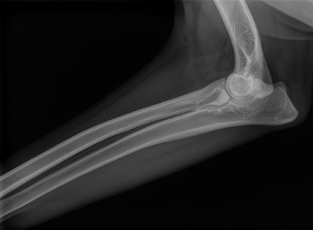 dog x ray