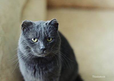 Your Cat and Retroviruses (FELV and FIV) Upset cat