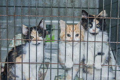 Kittens in a shelter