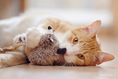 Orange cat playing with toy