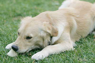 Sad dog lying in grass