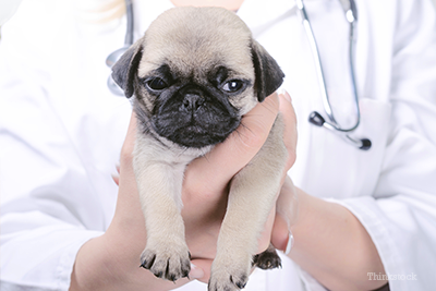 Puppy at vet