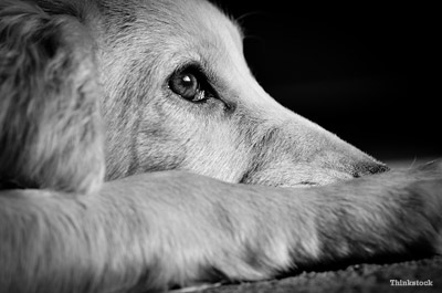 Zika Virus, Mosquitoes and Dogs: Q&A with Dr. Dwight Bowman Golden Retriever, owner concerned about Zika virus